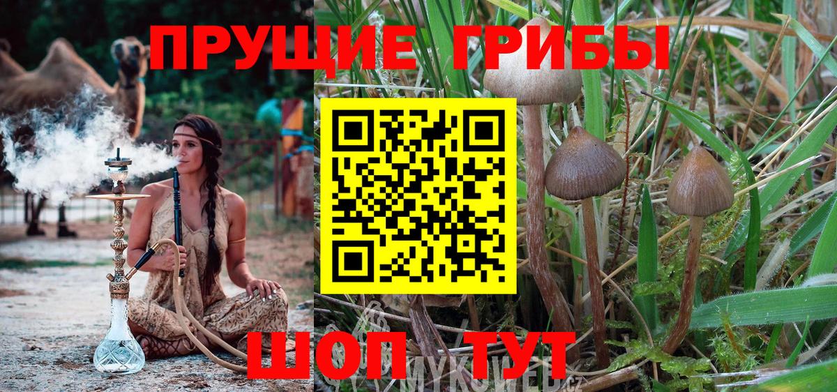 Галлюциногенные грибы MAGIC MUSHROOMS  наркошоп  Мыски  Галлюциногенные грибы Psilocybine cubensis  Вход с VPN 